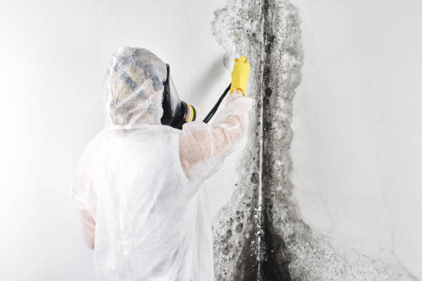 Best Water damage restoration experts  in Rossford, OH